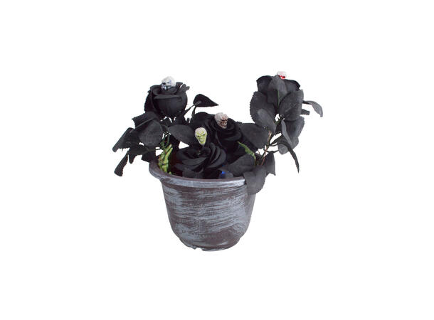 Oppsats med skaller og sorte roser - Lys 1 Bukett - 26cm (inkl batterier)