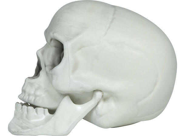 3 Hodeskaller - hvite 3 Dekorasjoner i PVC - 15cm 