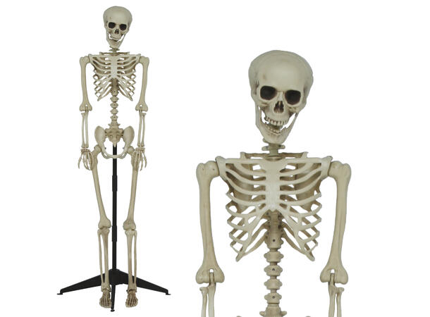 Skjelett - helfigur 1 Skjelett i PVC - 155cm 
