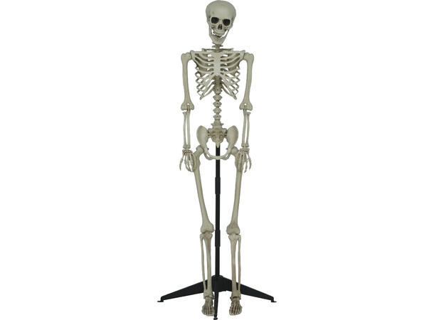 Skjelett - helfigur 1 Skjelett i PVC - 155cm 
