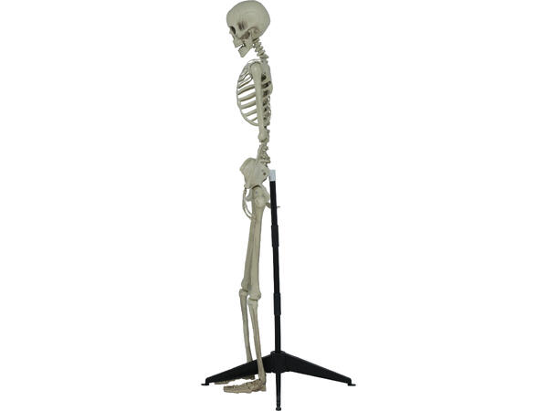 Skjelett - helfigur 1 Skjelett i PVC - 155cm 
