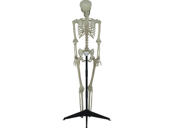 Skjelett - helfigur 1 Skjelett i PVC - 155cm 