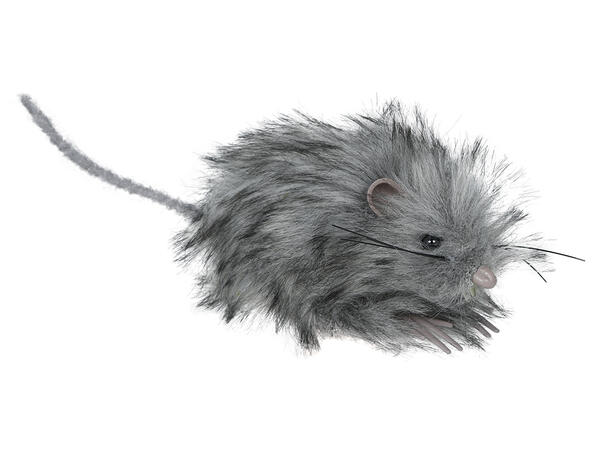 Liten grå mus 1 Mus - 11cm 