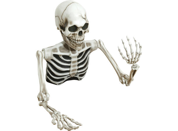 Skjelett - Halvfigur 1 Halvt skjelett i PVC - 115x154cm 