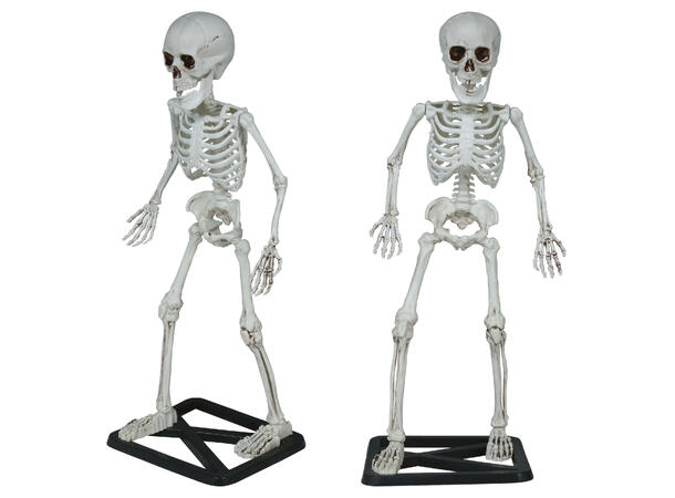 Skjelett på stativ 1 Skjelett i PVC - 55cm 