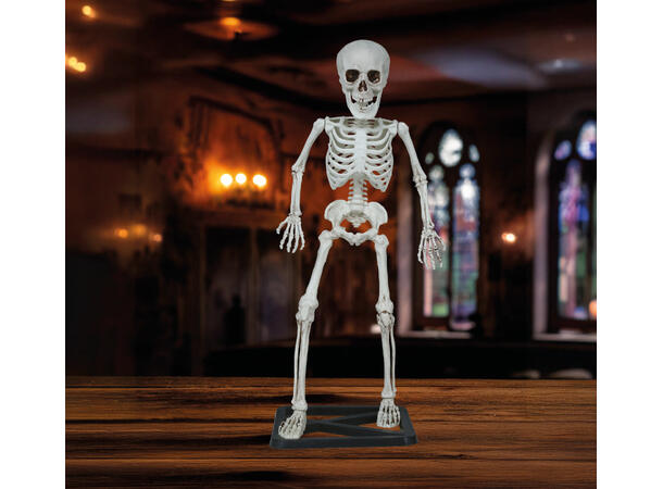 Skjelett på stativ 1 Skjelett i PVC - 55cm 