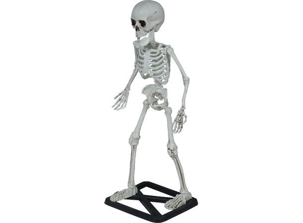Skjelett på stativ 1 Skjelett i PVC - 55cm 