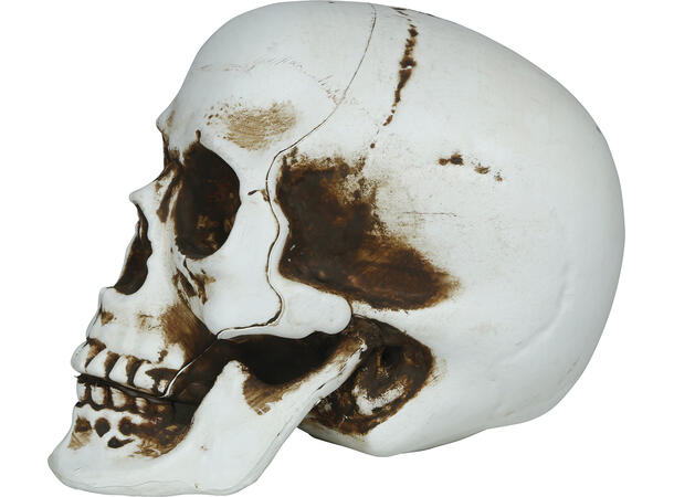 Hodeskalle - Hvit 1 Dekorasjon i PVC - 20cm 