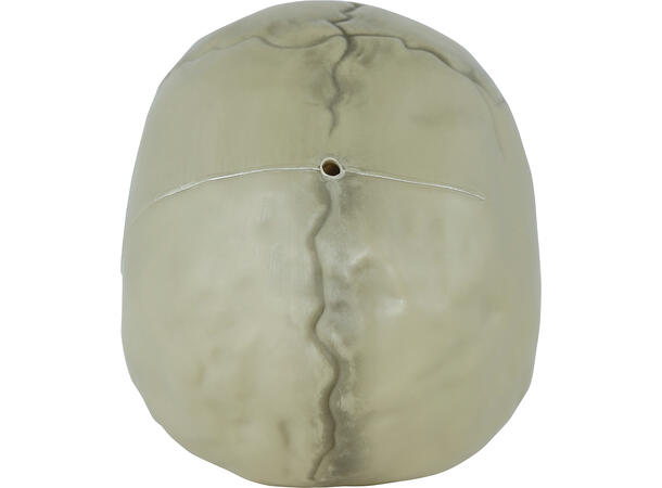 Hodeskalle - hvit 1 Dekorasjon i PVC - 13cm 