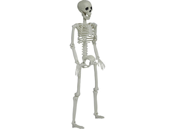 Menneskeskjelett 1 Dekorasjon i PVC - 90cm 