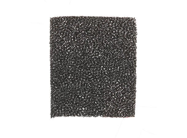 Skjeggesvamp 1 Svamp 